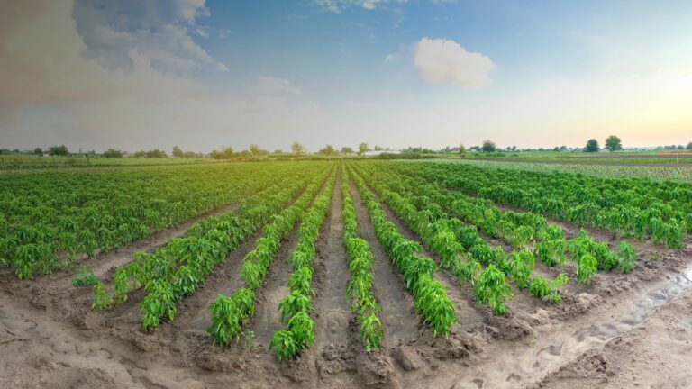 Crescimento recorde no agro e melhora na liberdade econômica